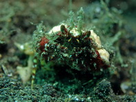 Box Crabs - Calappidae - Schamkrabben 