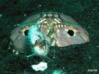 Box Crab - Calappa philargius - Schamkrabbe