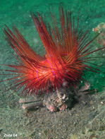 Sea Urchin Crab - Dorippe frascone and Astropyga radiata - Seeigel-Krabbe 