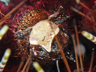 Pentagonal Urchin Crab - Echinoecus-pentagonus - Pentagonale Seeigel-Krabbe
