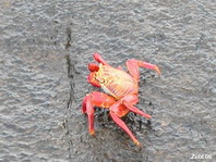Sally Lightfoot Crab - Grapsus grapsus - Rote Klippenkrabbe (Sally Lightfoot Klippenkrabbe, Rennkrabbe)