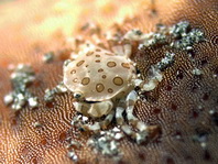 Swimmer Crab on sea cucumber - Lissocarcinus orbicularis - Schwimmkrabbe auf Seewalze