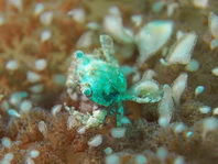Jellyfish Swimmer Crab - Lissocarcinus sp3 - Quallen Schwimmkrabbe