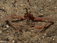Philippine Scissor Crab - Lupocyclus philippinensis - Philiippinen Scherenkrabbe