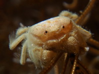 Hairy Bat Crab (Bad-hair Day Crab) - Pilumnus vespertilio - Borstenhaarkrabbe