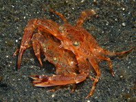 Grapsid Shore Crabs - Grapsidae - Felsenkrabben, Klippenkrabben