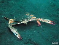 Swimmer Crab - Portunus pelagicus - Schwimmkrabbe
