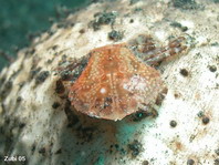 Frog Crabs - Raninidae - Spannerkrabben
