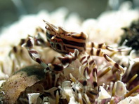 Urchin Crabs - Eumedonidae - Seeigelkrabben