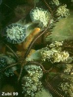 brittle star / Schlangenstern (Ophiomastix variabilis)