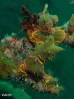 coral with brittle stars - Koralle mit Haarsternen