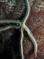 Martens Brittle Star - Ophiothrix martensi - Martens Schlangenstern
