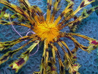 Feather Stars and Sea Lilies - Haar- oder Federsterne:  Comaster, Comanthina, Comatella, Oxycomanthus, Dichrometra, Lamprometra, Colobometra, Cenometra, Oligometra, Pontiometra, Himerometra, Zygometra, Reometra. Also animals living with featherstars (shwimps, crabs, squids, fish)
