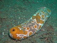 Sea Cucumbers - Holothuroidea - Seewalzen: Species on this page: Synaptula, Opheodesoma, Euapta, Holothuria, Bohadschia, Stichopus, Stichopus, Thelenota, Pentacta, Pseudocolochirus, Neothyonidium