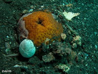 Eyed Sea Cucumber - Holothuria argus (<em>Bohadschia argus</em>) - Augenfleck Seewalze