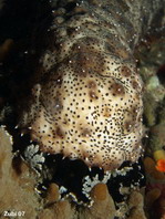 Graeff's Sea Cucumber - Bohadschia graeffei - Strichel Seewalze