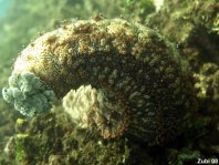 Graeff's Sea Cucumber - Bohadschia graeffei - Strichel Seewalze