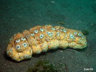 Sea Cucumber - Stichopus sp - Seewalze