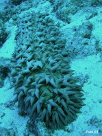 Pineapple sea cucumber (Thelenota ananas)