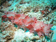 Sea Cucumber - Thelenota rubralineata - Seewalze 