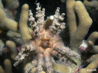 Sea urchin (Prionocidaris 