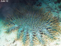 Crown-of-thorns Starfish - Acanthaster planci - Dornenkronen Seestern