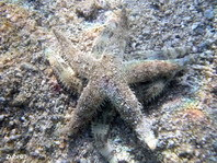 Sand Sifting Sea Star - Kammseestern