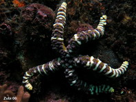 Thick-skinned Sea Star - Echinaster callosus - Beulen Seestern