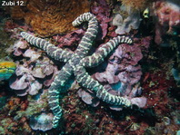 Thick-skinned Sea Star - Echinaster callosus - Beulen Seestern