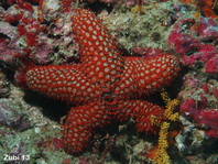 Nail Starfish - Mithrodia clavigera - Nagel-Seestern