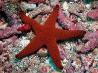 Sea stars or starfish  (Echinoderms like Valvatida, Comb Sea Star, Spinulosida, Forcipulatida) - Seesterne (Stachelhäuter wie Klappensterne, Walzensterne, Kammsterne, Stachelsterne, Zangensterne)