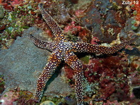 Egyptian Sea Star - Gomophia egyptiaca - Ägyptischer Seestern