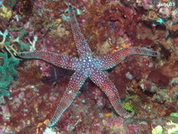 Warty Mesh Sea Star (Mottled Sea Star) - Nardoa tuberculata - Tuberkel Seestern