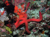 Starfish - Seestern