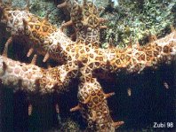 Bradley's Starfish (Pointed sea star) - Mithrodia bradleyi - Bradleys Nagel-Seestern