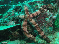 Nail Starfish - Mithrodia clavigera - Nagel-Seestern