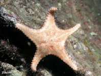 Biscuit Starfish - Plätzchen-Seestern 