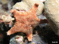 Biscuit Starfish - Plätzchen-Seestern 