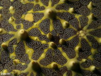 Red Tubercled Sea Star - Pentaceraster tuberculatus - Noppen-Seestern
