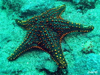 Panamic Cushion Sea Star (Cuming's Sea Star) - Pentaceraster cumingi - Panama Kissenstern