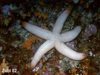 Catala's Sea Star - Thromidia catalai - Catalas Seestern