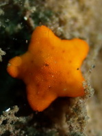 Biscuit Starfish - Tosia cf australis - Plätzchen-Seestern 