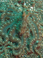 White "V" Octopus - Weisser "V" Oktopus (Tintenfisch)