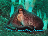 Cephalopods (sepias, squids, octopus) , photos of mimic octopus, flamboyant cuttlefish and other rare animals - Tintenfisch-Fotos (Sepias, Kraken, Oktopoden) unter anderm vom Mimik-Oktopus, flammenden Sepias und Blauring-Oktopus