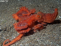 Starry Octopus - Callistoctopus luteus Weissgefleckter Oktopus (Krake)