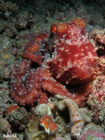 Starry Octopus - Callistoctopus luteus Weissgefleckter Oktopus (Krake)