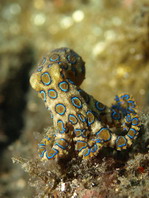 Greater Blue-Ringed Octopus - Hapalochlaena lunulata - Grosser Blauring-Oktopus (Gefleckter Krake)