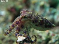 Midring Blue-Ringed Octopus - Hapalochlaena sp4 - Mittelring Blauring-Oktopus (Sulawesi) 