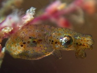 Pygmy Squid - Ideosepius notoides - Pygmäen Kalmar