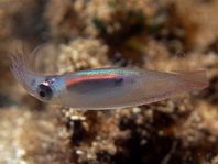 Squid - Loliolus sp - Kalmar